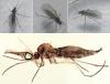 Bradysia sp.